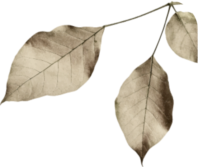 leaf