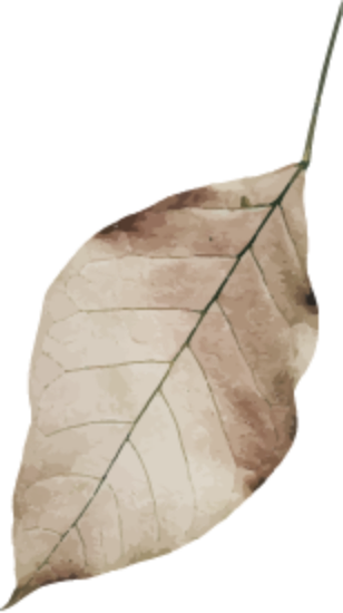 leaf